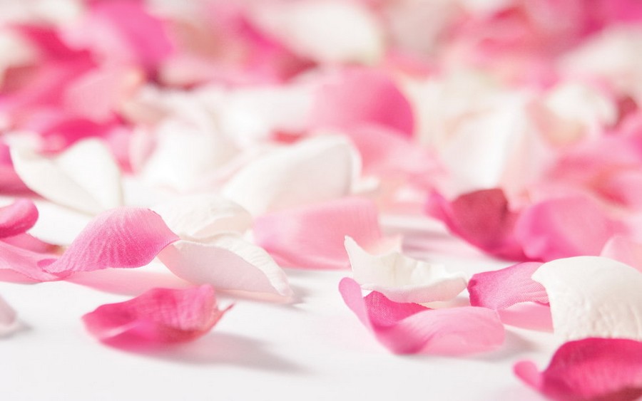 203000__mood-flowers-roses-rose-petals-pink-red-love_p